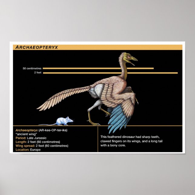 Archaeopteryx - Jurassic dinosaurbiologi Poster (Framsidan)