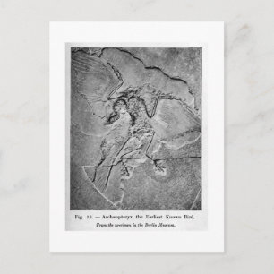 Archaeopteryx-vykort Vykort