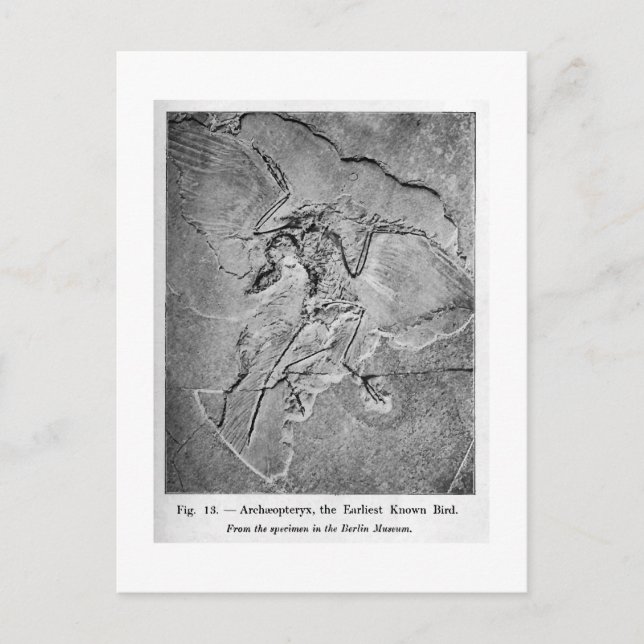 Archaeopteryx-vykort Vykort (Framsida)