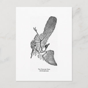 Archaeopteryx-vykort Vykort