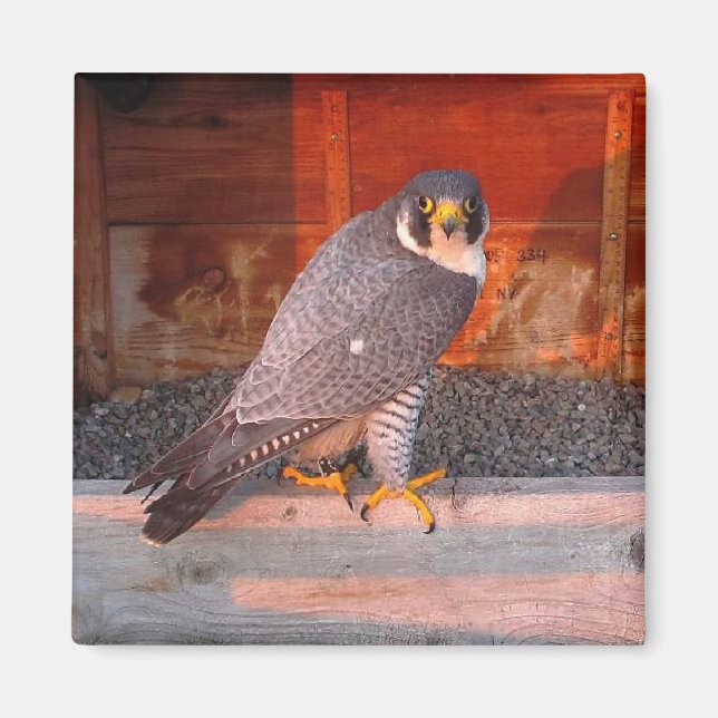 Archer Magnet (Framsidan)