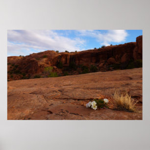 Arches Slickrock och Evening Primrose Landskap Poster