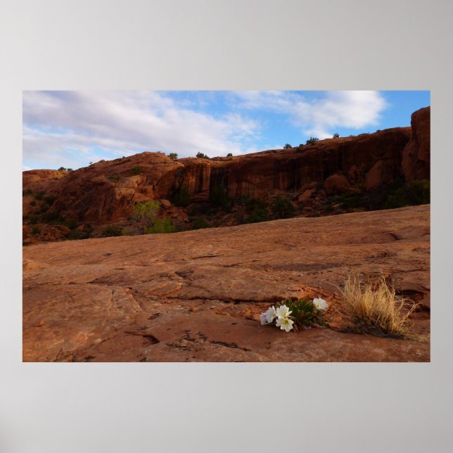 Arches Slickrock och Evening Primrose Landskap Poster (Framsidan)