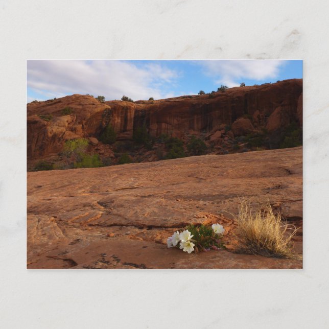 Arches Slickrock och Evening Primrose Landskap Vykort (Framsida)