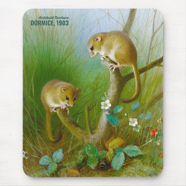 Archibald Thorburn Cute Mce (Dormice 1903) CC0153 Musmatta (Framsidan)