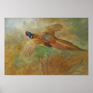 Archibald Thorburn Flies Pheasant CC0087 Poster