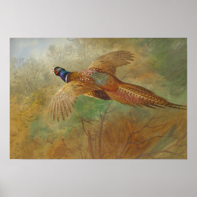 Archibald Thorburn Flies Pheasant CC0087 Poster (Framsidan)
