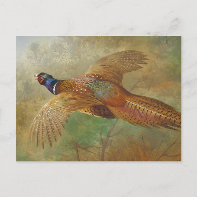 Archibald Thorburn Flies Pheasant CC0583 Vykort (Framsida)