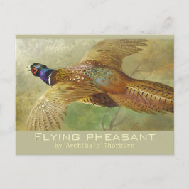Archibald Thorburn Flies Pheasant CC0679 Postcard Vykort