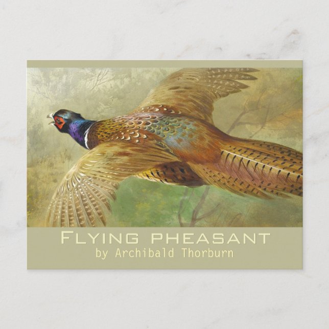 Archibald Thorburn Flies Pheasant CC0679 Postcard Vykort (Framsida)