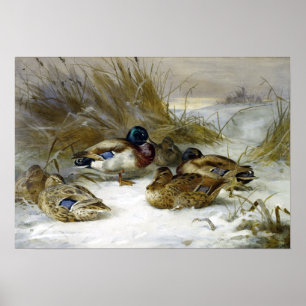 Archibald Thorburn Winter Ligcape med Mallard Poster