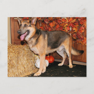 Archie - German Shepherd - Nissan Vykort