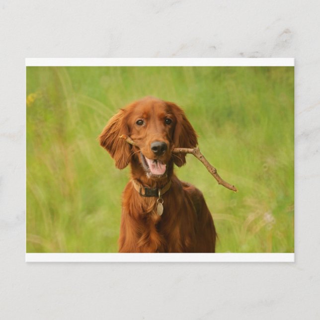 Archie Vykort (Framsida)