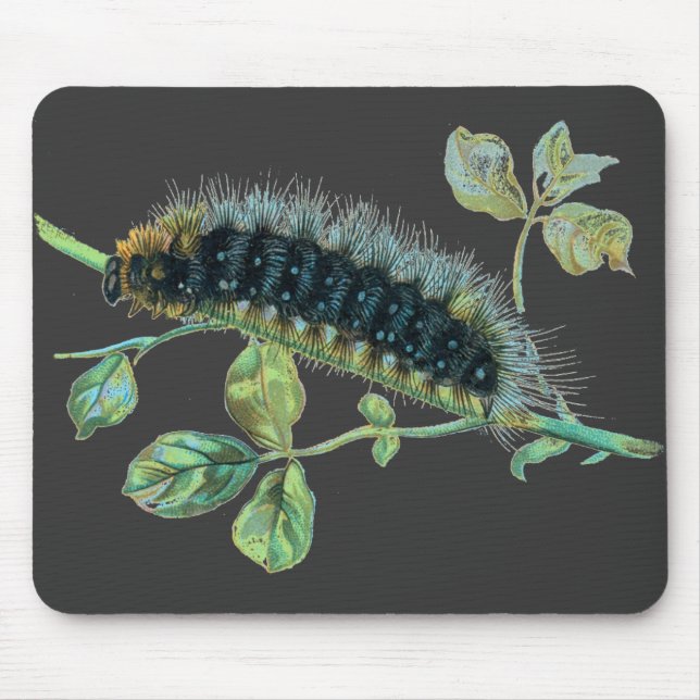 Arctia caja caterdar musmatta (Framsidan)