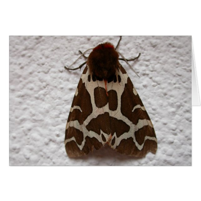 Arctia caja hälsningskort (Framsidan Horizontal)