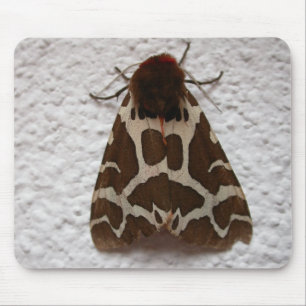 Arctia caja musmatta