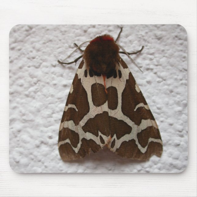 Arctia caja musmatta (Framsidan)