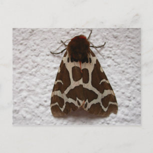 Arctia caja vykort