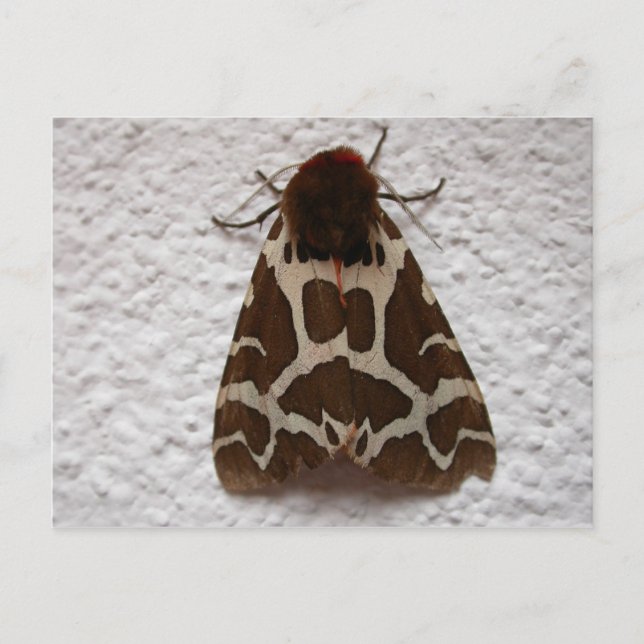 Arctia caja vykort (Framsida)