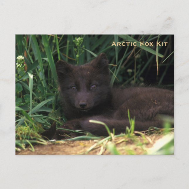 Arctic Fox Kit Wildlife Series nr 19 Vykort (Framsida)