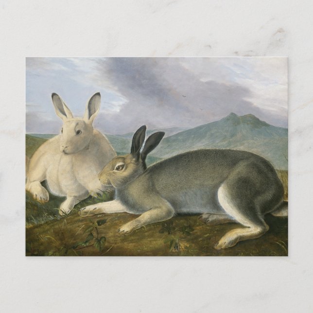 Arctic Hare av John James Audubon Vykort (Framsida)