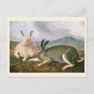Arctic Hare, c1841, tavla, John James Audubon Vykort