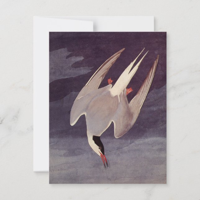 Arctic Tern av John James Audubon, Vintage Fåglar (Framsida)