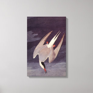 Arctic Tern av John James Audubon, Vintage Fåglar Canvastryck