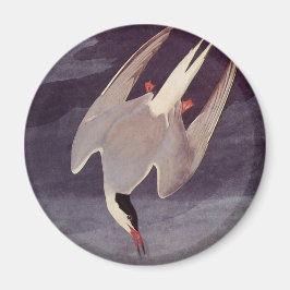 Arctic Tern av John James Audubon, Vintage Fåglar Magnet