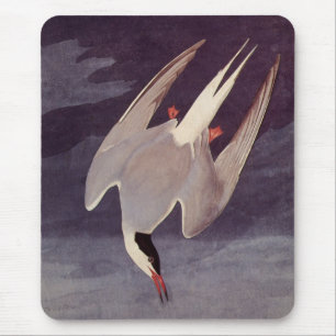 Arctic Tern av John James Audubon, Vintage Fåglar Musmatta