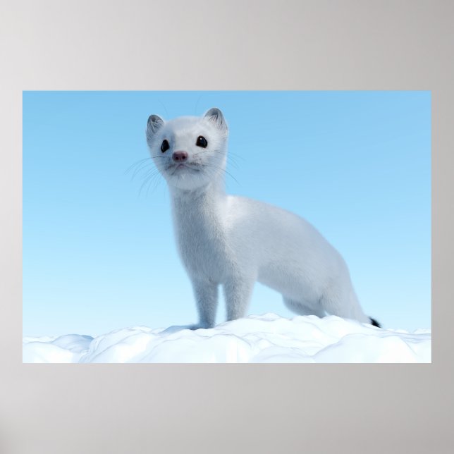 Arctic Weasel Charm Poster (Framsidan)