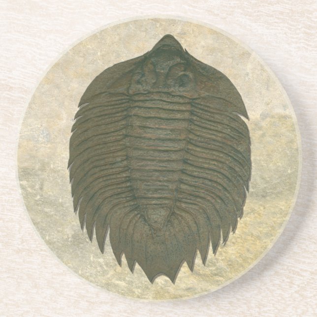 Arctinrus Boltoni Fossil Trilobite Underlägg Sandsten (Framsidan)