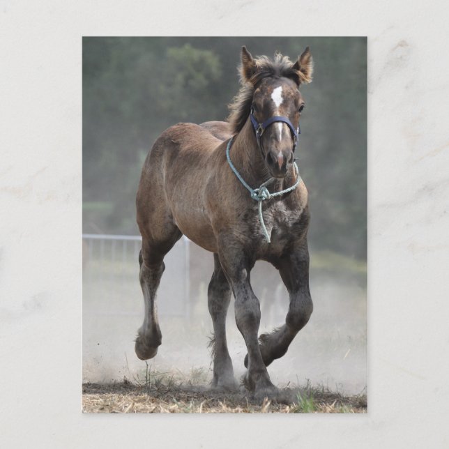Ardennes foal vykort (Framsida)