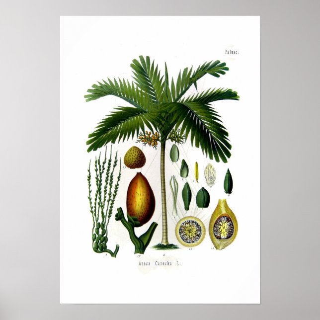 Areca catechu (betel nöt handflatan) poster (Framsidan)