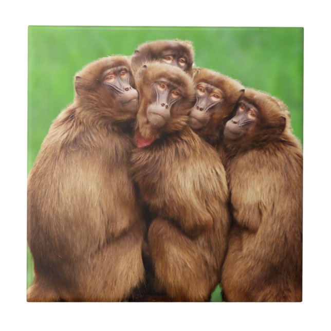 Året av avfyraapan belägger med tegel kakelplatta (Framsidan)