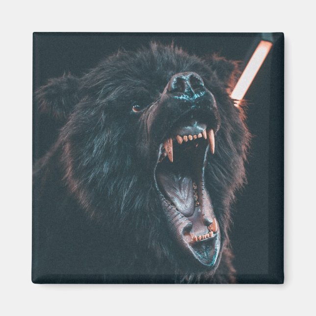 Arg Bear Teeth Black Bear Growl Magnet (Framsidan)