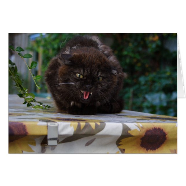 Arg Black Cat OBS Kort (Framsidan Horizontal)