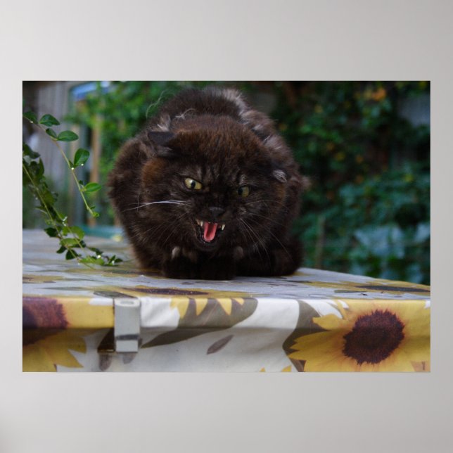 Arg Black Cat Poster (Framsidan)