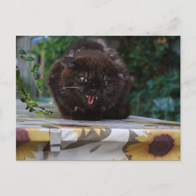 Arg Black Cat Vykort (Framsida)