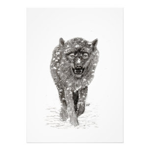 Arg Black Varg i Snö, vild Winter Fototryck