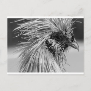 Arg Blöt Silkie Chicken Vykort