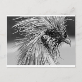 Arg Blöt Silkie Chicken Vykort