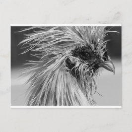 Arg Blöt Silkie Chicken Vykort