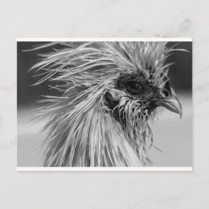 Arg Blöt Silkie Chicken Vykort