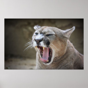 Arg Cougar Poster
