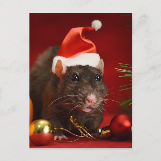 Arg dvärg. vykort (Framsida)