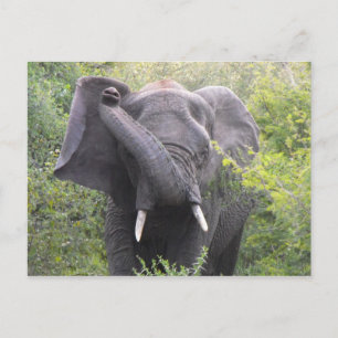 Arg Elephant Vykort