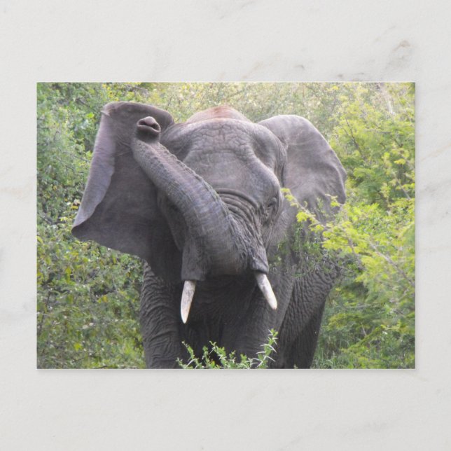Arg Elephant Vykort (Framsida)
