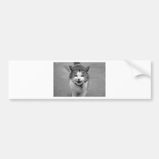 Arg Katt Bildekal