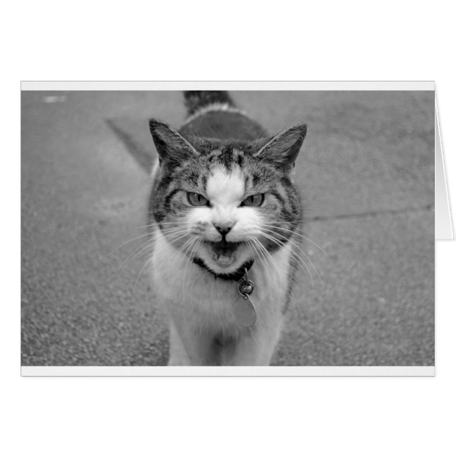 Arg Katt Hälsningskort (Framsidan Horizontal)